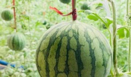 广德吃瓜最新事件爆料是真的吗,最新爆料真相揭秘